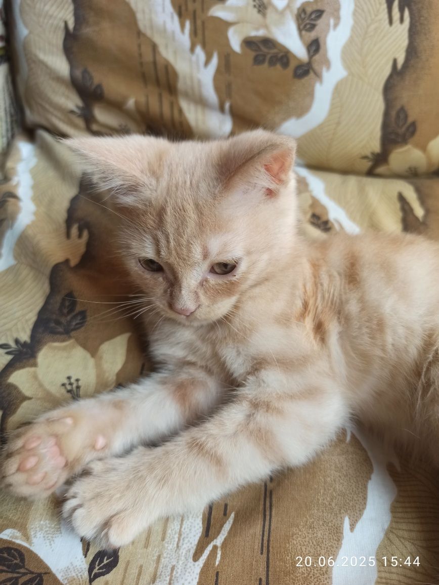 Отдам даром котенка