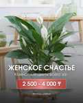 Комнатные цветы для офиса