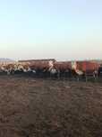 Продам Крестьянское хозяйство, 80 км от города, возле трассы