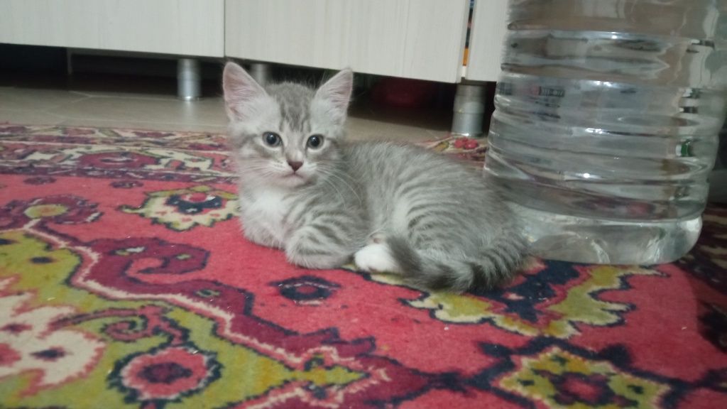 Продам Британского котенка