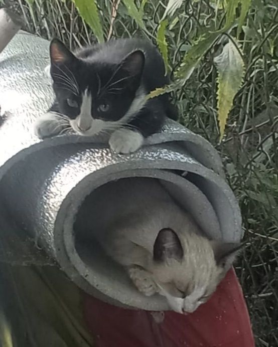 Котята мальчик и девочка