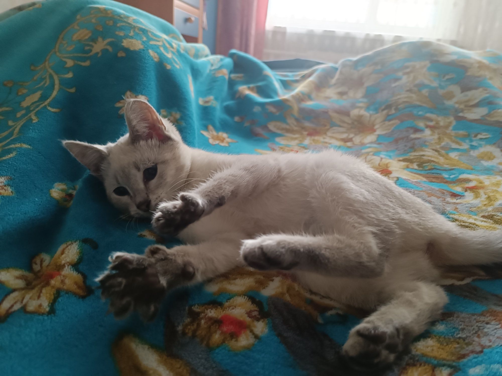 Котенок кошечка к любящим людям
