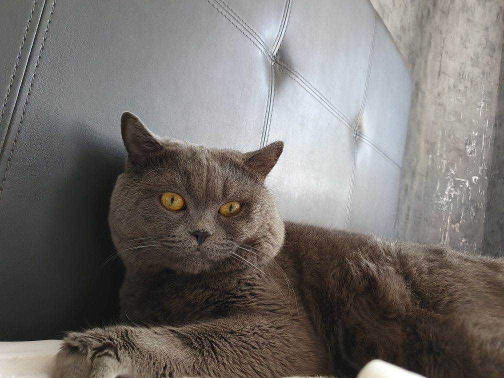 Британский чистокровный кот