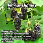 Саженцы Ежемалины и черной малины