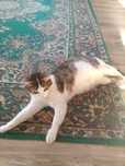 Отдам бесплатно кошку