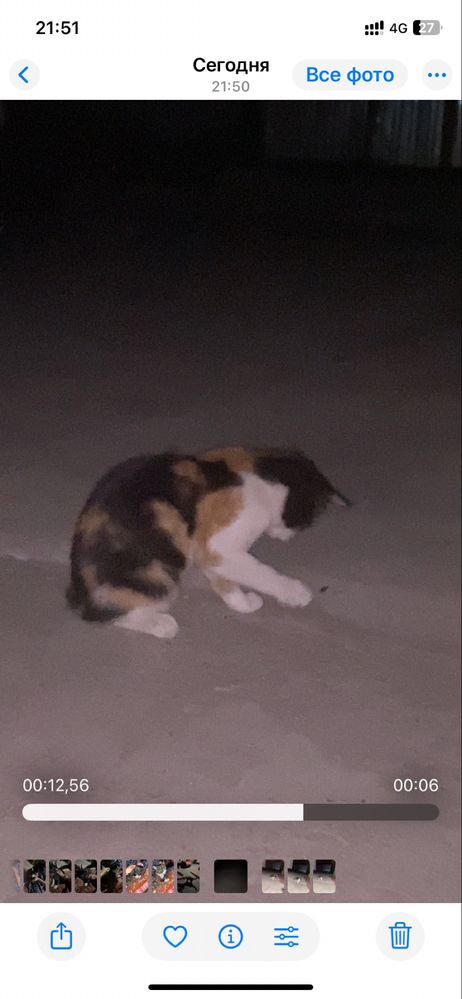Отдам котят и молодого кота в хорошие руки.