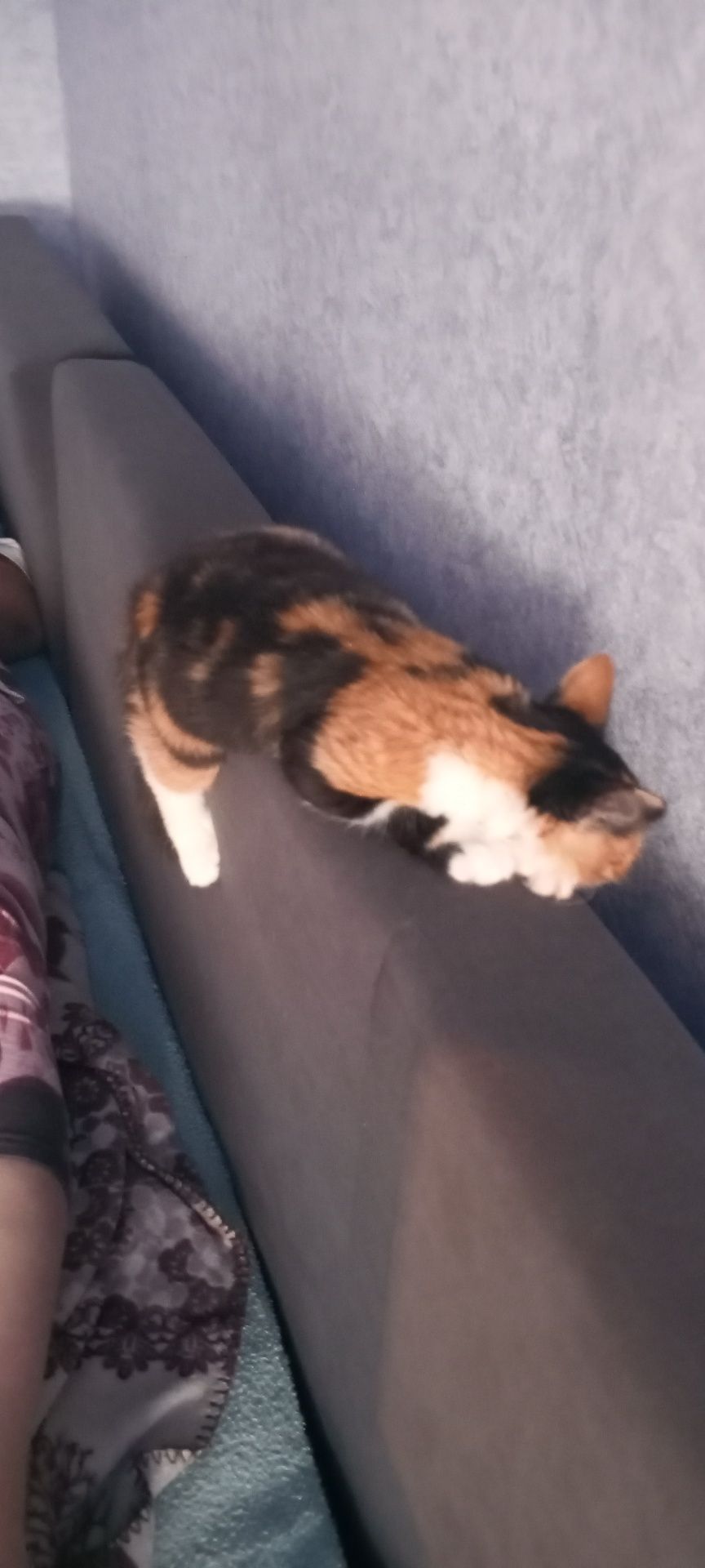 Котёнок, девочка отдам в добрые , хорошие руки!