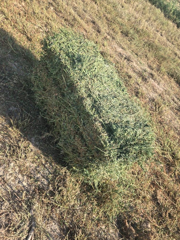 Жоңышқа сатылады