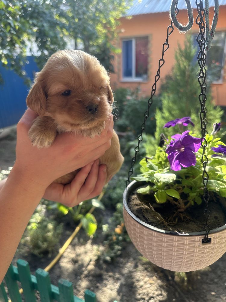 Продам щенят пекинес