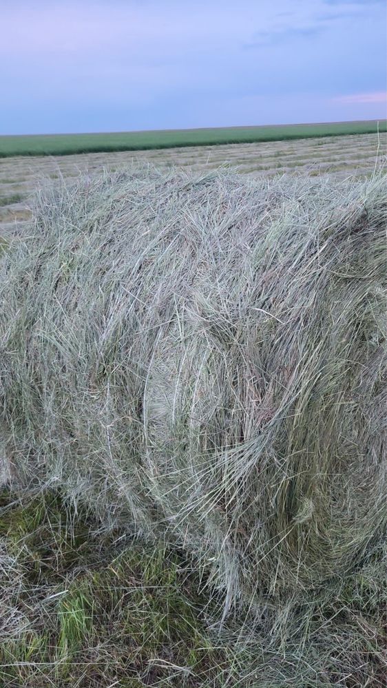 Сено луговое с доставкой