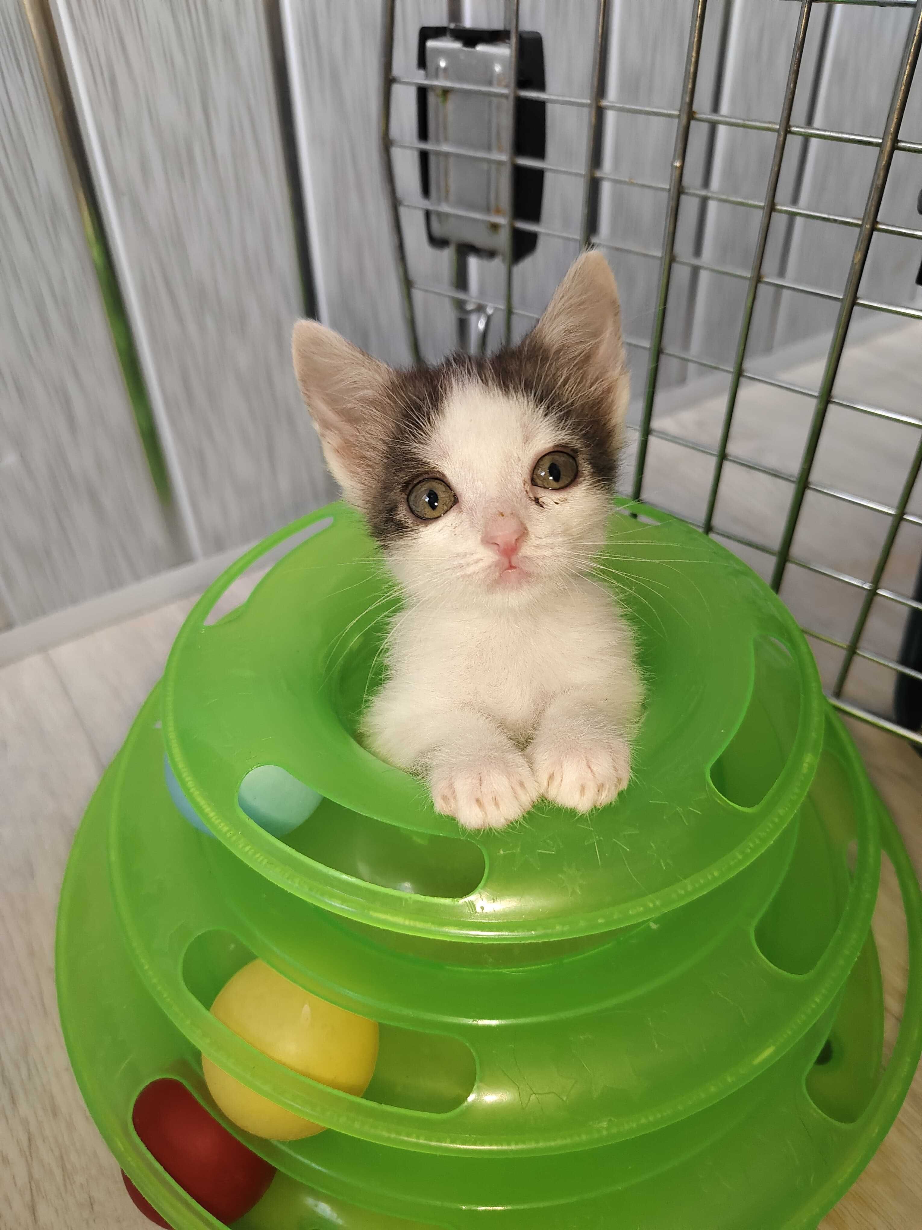 Котята в ответственные руки