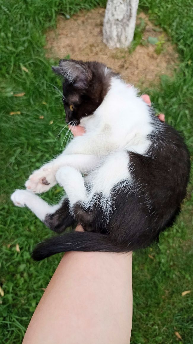 Котёнок красивый , в хорошие руки