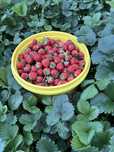 Продам домашнюю экологически чистую клубнику