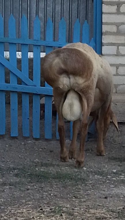 Қошқар  сатылымда