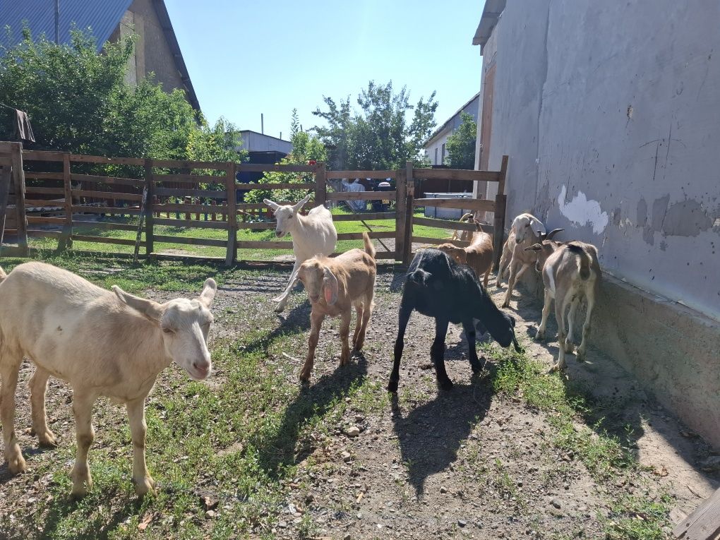 Продам разно породные козы