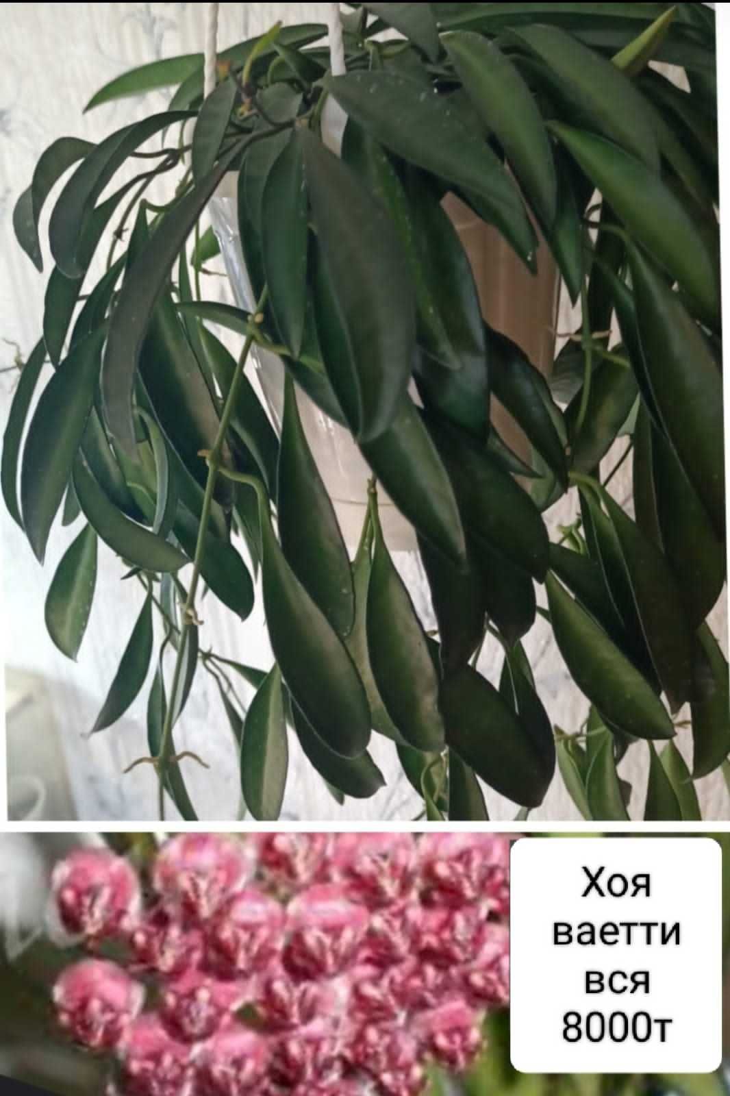 Продам красивый цветок