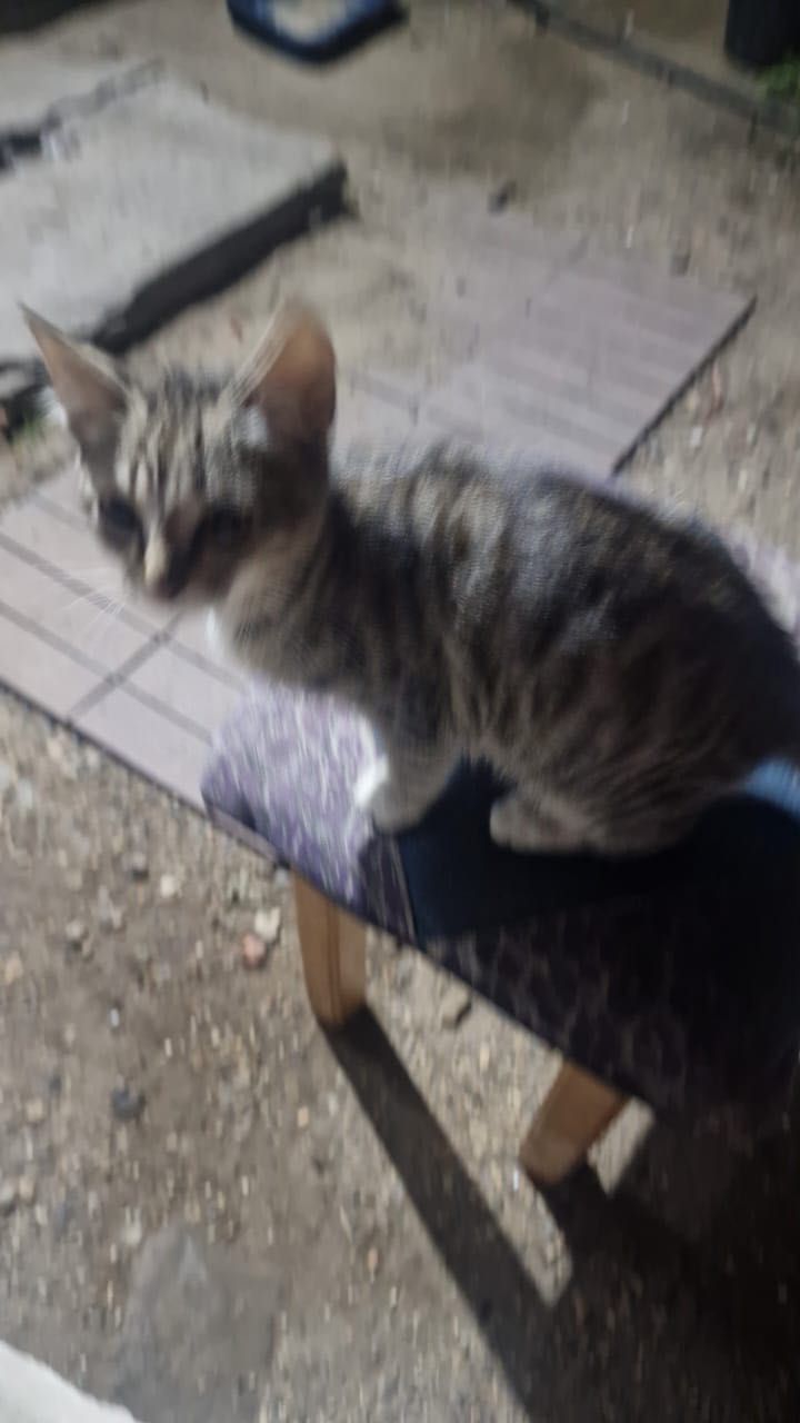Котята бесплатно