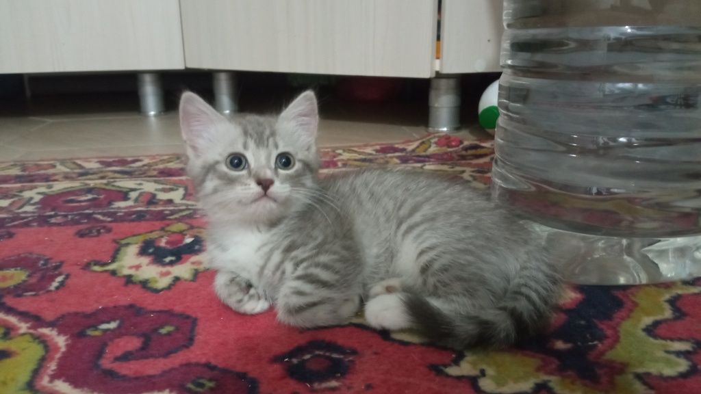 Продам Британского котенка