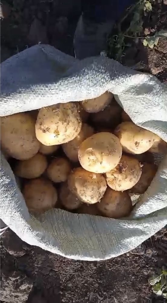 Продам картошку сорта гала и коломбо