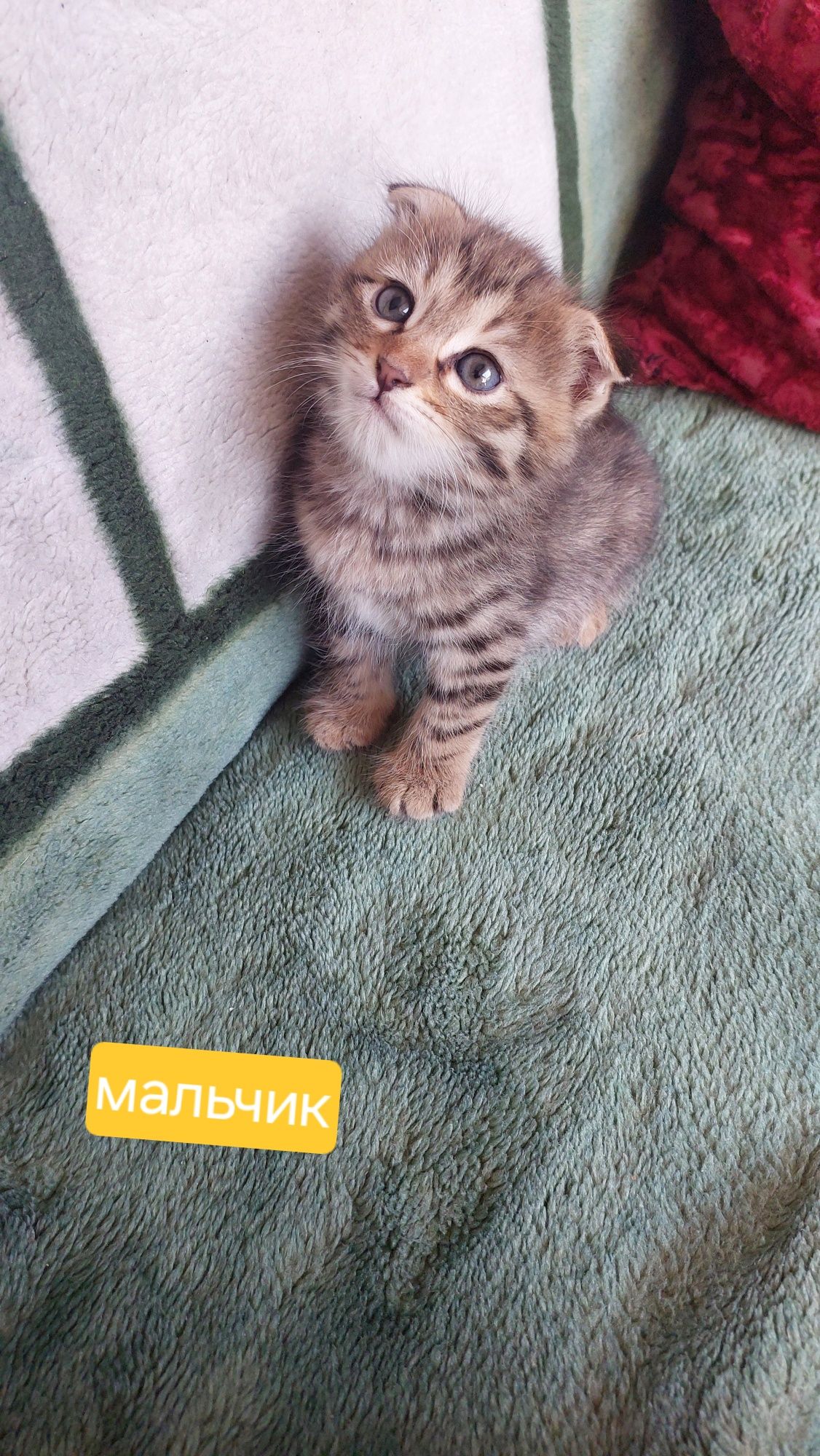 Веслоухие котята
