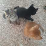 Котята, в добрые руки.