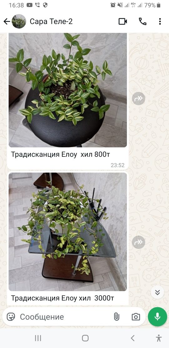 Продам комнатные цветы разных видов.