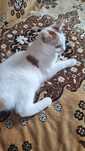 Котёнок  мальчик