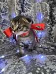 Котёнок шотландский вислоухий мальчик