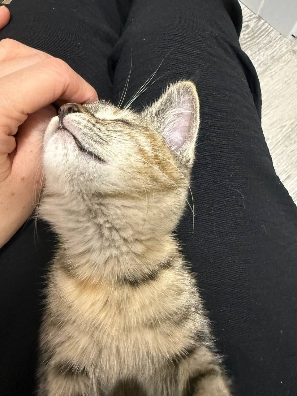 Котенок в  добрые руки...