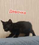 Котята,  в надёжные ручки, бесплатно!