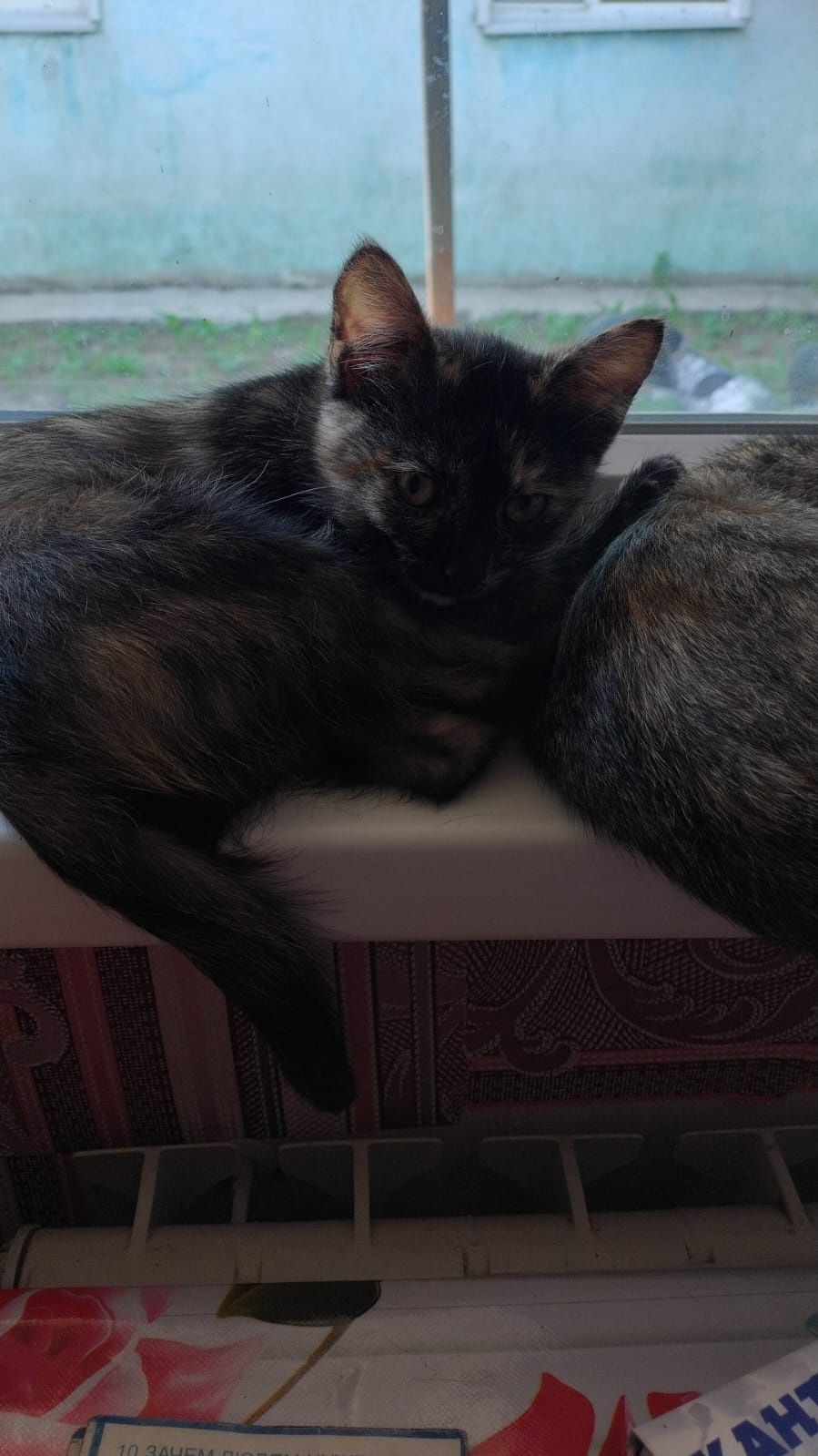 Отдам котят в добрые руки