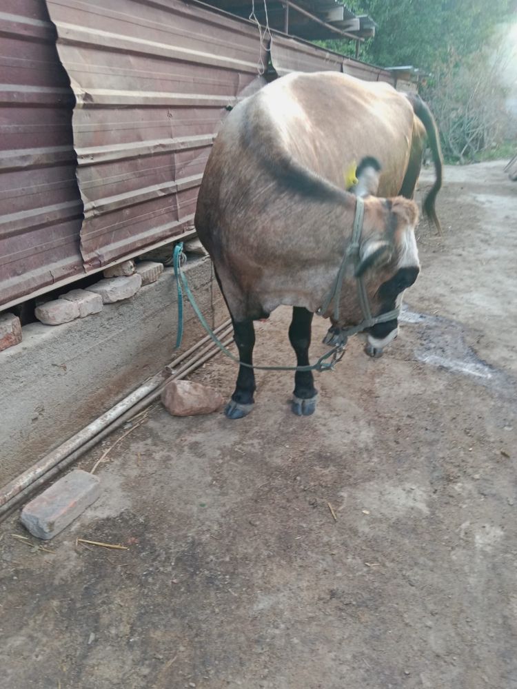 Продам срочно корову