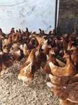 Продам красных кур несушек