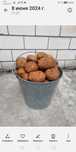 Продам дачный картофель