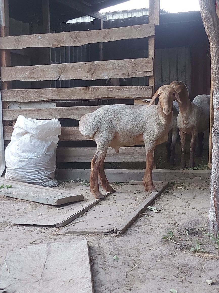 Продам гисар арашан 4 месяцев