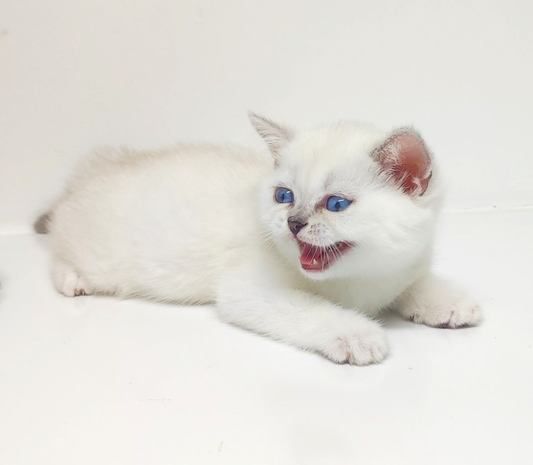 КоТик и коШечкА брИтаНскИе голУбоглАзые