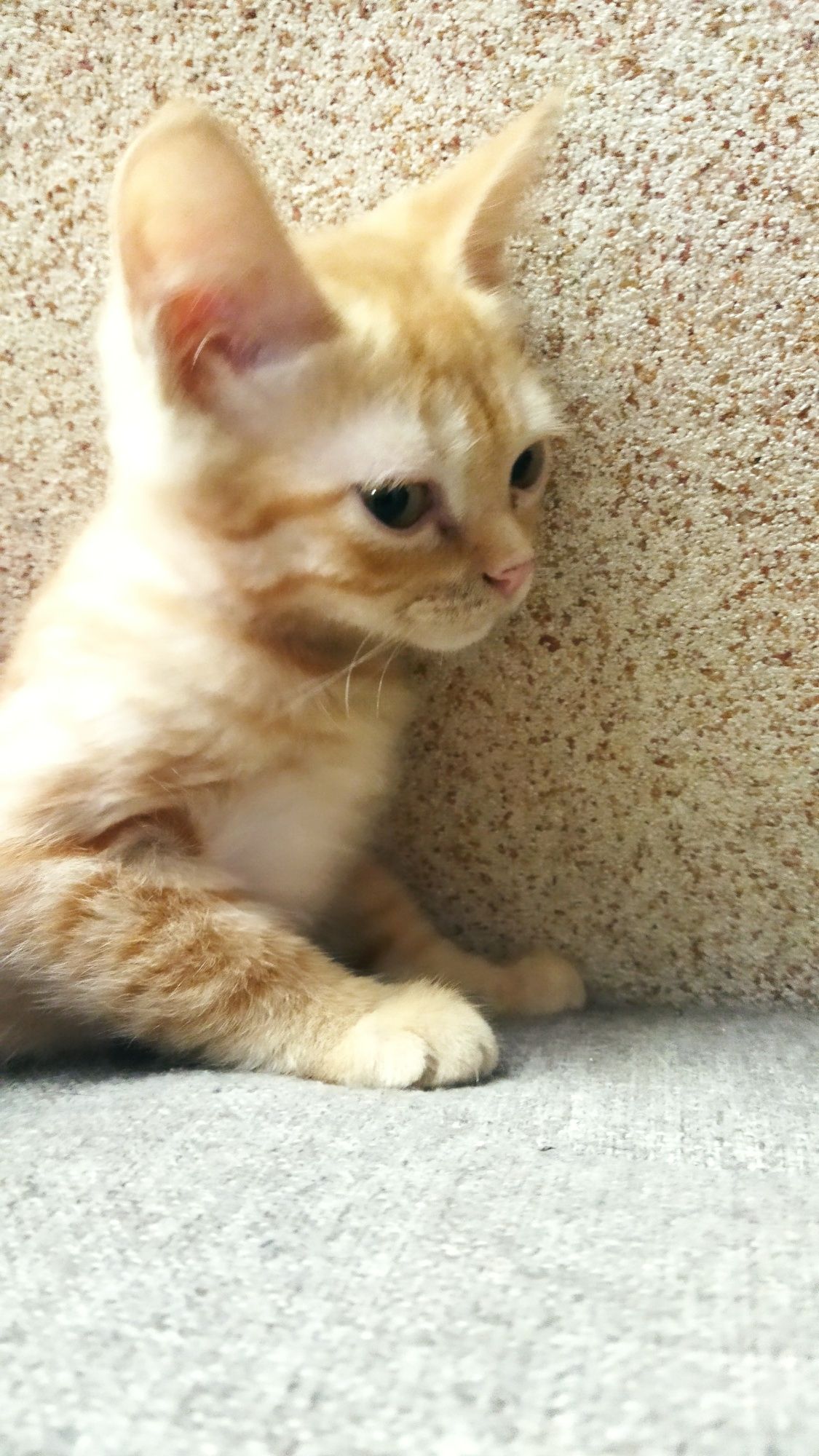 Котенок трёхмесячный!