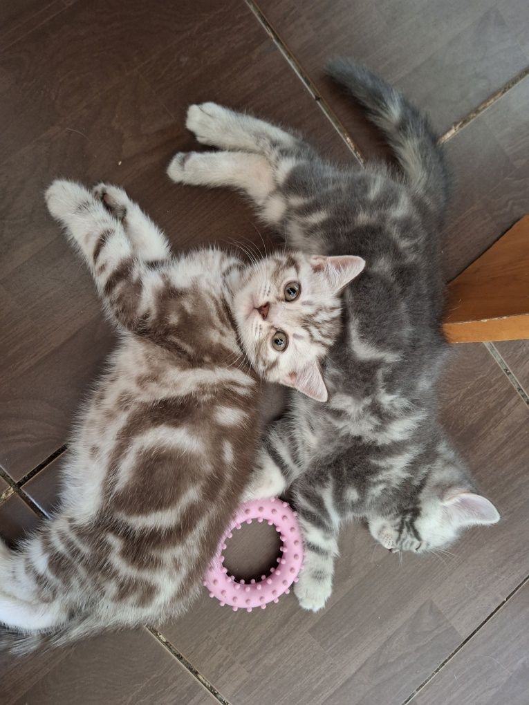 Котята скотиш страйт