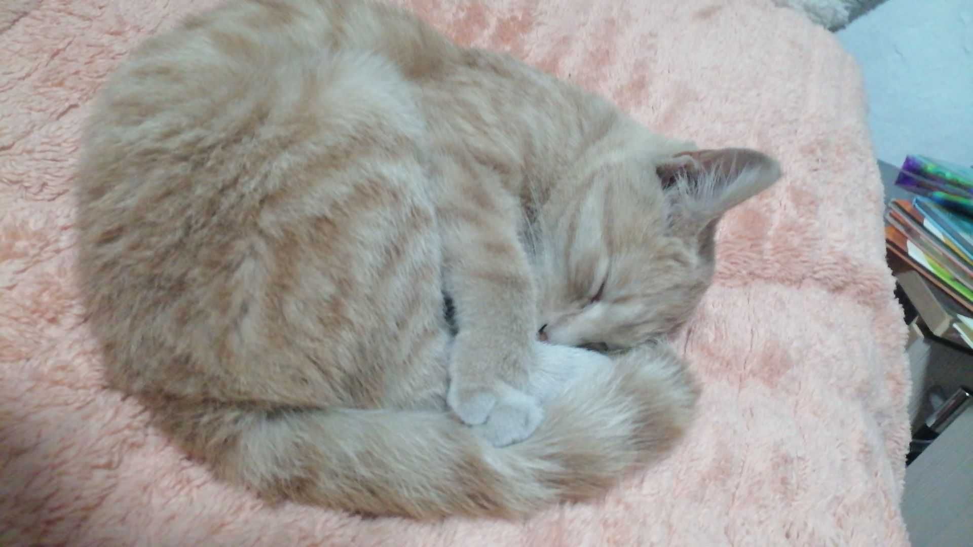кошка,домашняя девочка