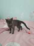Русская голубая котенка