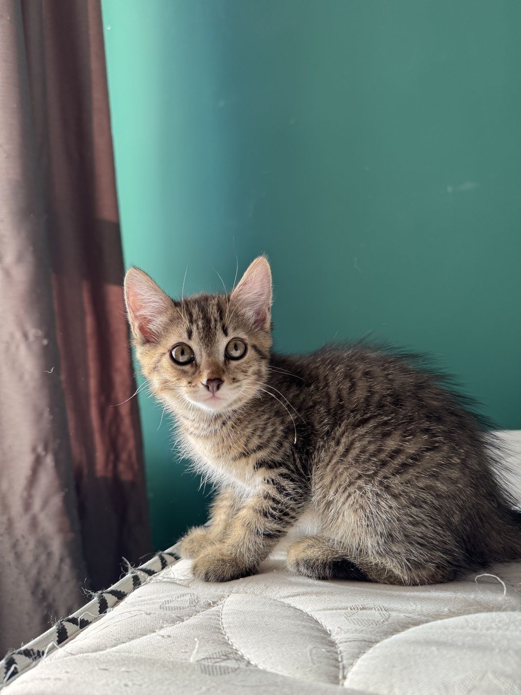 Котята 2 месяца в добрые руки