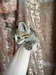 Отдам котят в хорошие руки