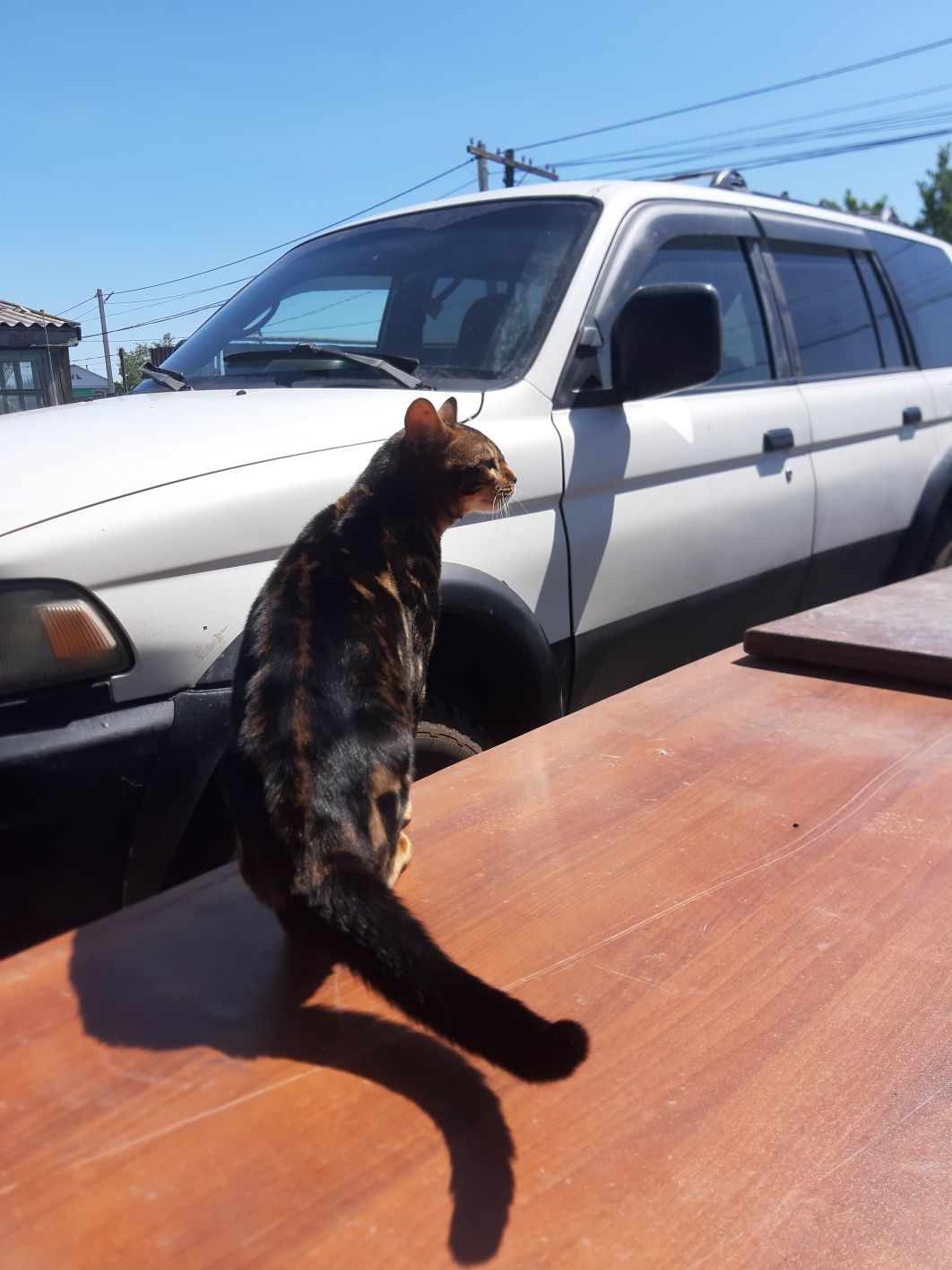 Котик бенгал ищет невесту  на вязку