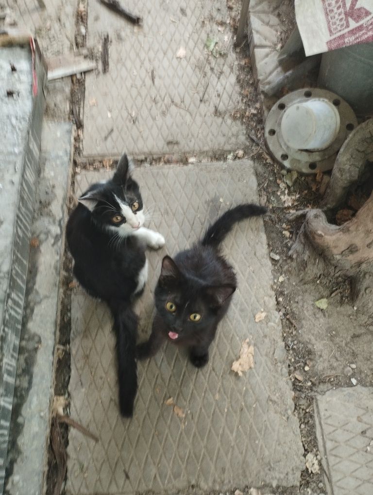 Отдам котят, в добрые руки