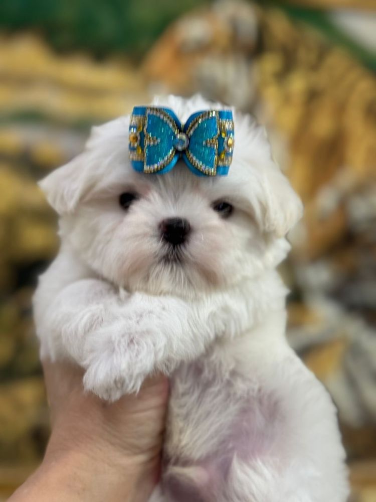 Супер малыши мальтезе
