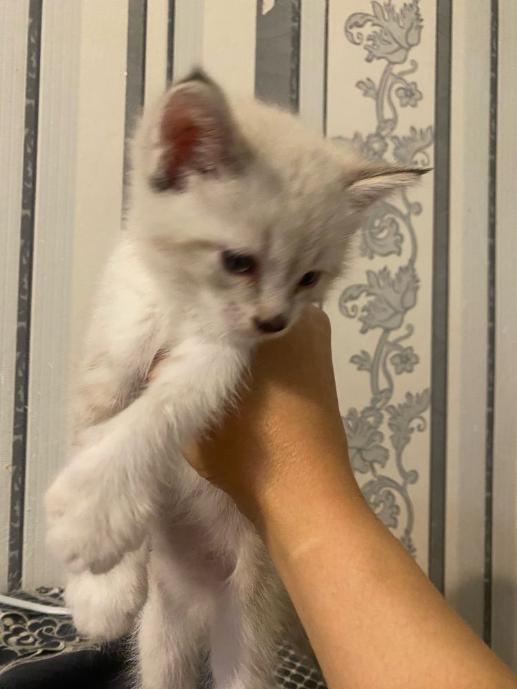 Отдам бесплатно котят