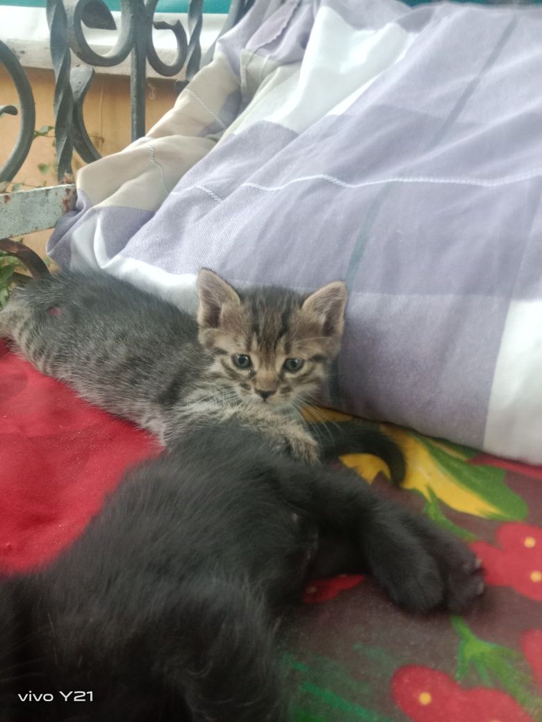 Отдам котят в добрые руки 2 мальчика 1 девочка