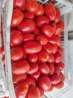 Продам помидоры новичок