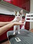 Котёнок 3 х цветный