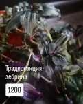Традесканции зебрина и пурпл херт